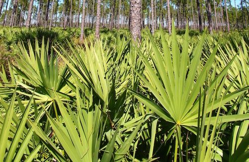 effetti collaterali della prostata palmetto